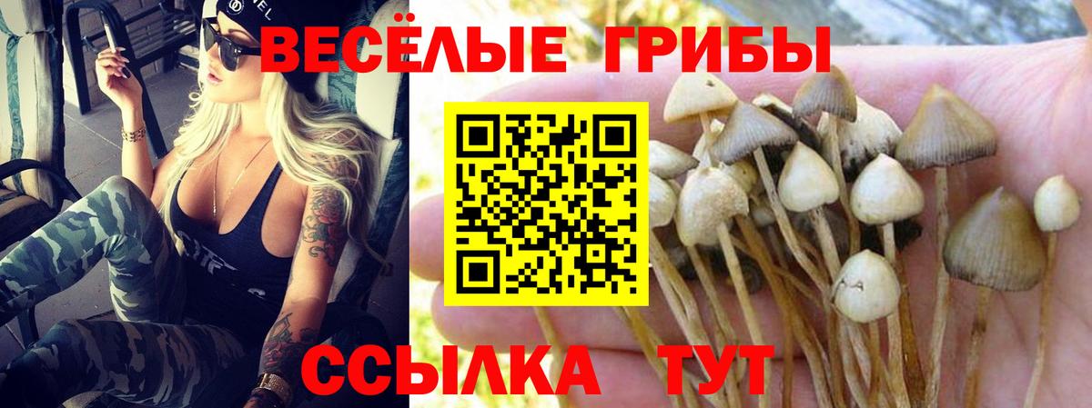 Псилоцибиновые грибы мицелий Армавир